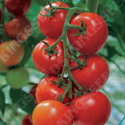 Picture of Tomato Shirley F1